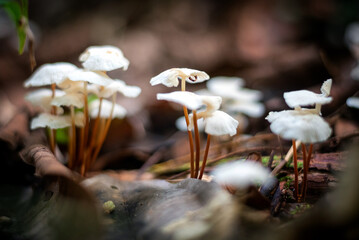 Shallow depth of field image of wild mushrooms in Amazon jungle floor