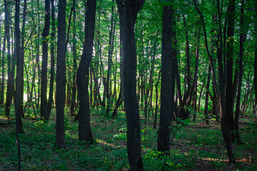 Naklejka premium Dense, green forest with gaps of the sun.