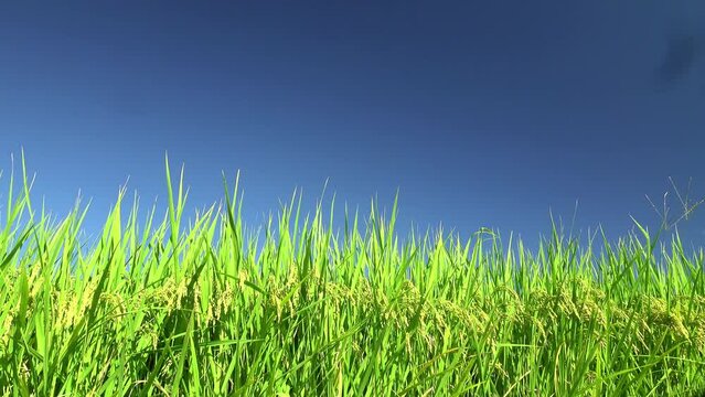 青空を背景に、実った稲をクローズアップで右から左へpan撮影。豊作,米作,農業イメージ