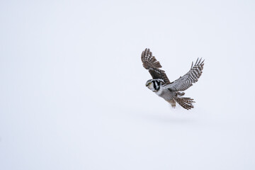 The northern hawk-owl or northern hawk owl (Surnia ulula)