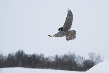 The northern hawk-owl or northern hawk owl (Surnia ulula)