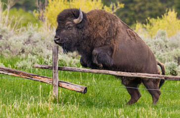 Grand Teton Bison jumping a fence