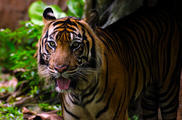 Fototapeta na wymiar A portrait of a Sumatran tiger that is becoming extinct