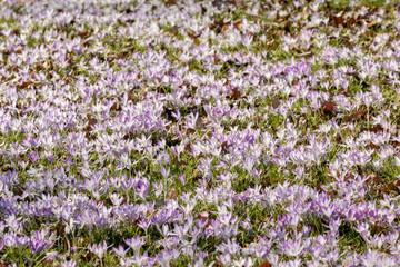 Naklejka premium field of crocus flowers