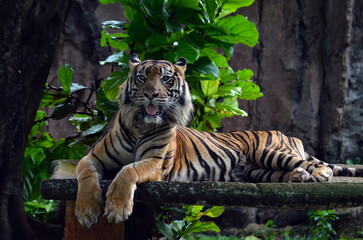 tiger in the zoo