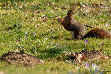 squirrel in the grass