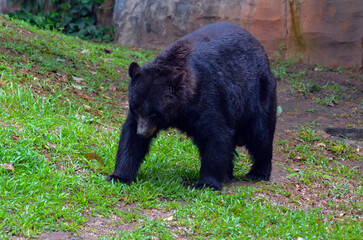 Fototapeta premium Black bear walking on the ground, American bear