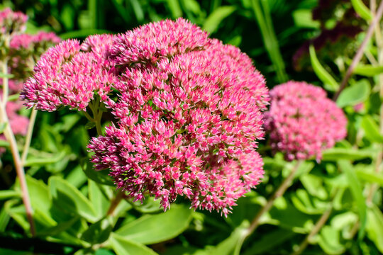 Many delicate pink flowers of Sedum or stonecrop flowes and green leaves in a a garden in a sunny autumn garden, textured floral background photographed with soft focus