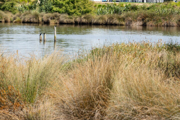 Edge of lake with three posts and perched birds beyond brown and green tussock