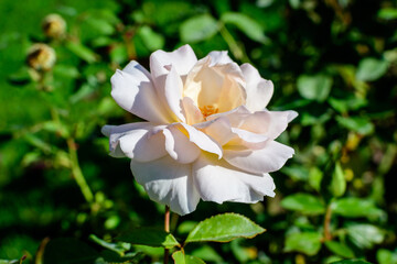 One large and delicate white rose in full bloom in a summer garden, in direct sunlight, with blurred green leaves in the background.