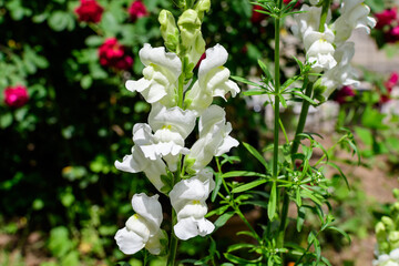 Many white dragon flowers or snapdragons or Antirrhinum in a sunny spring garden, beautiful outdoor floral background photographed with soft focus.