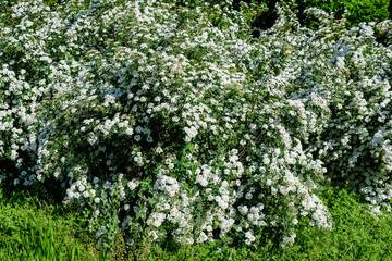 Large branch with delicate white flowers of Spiraea nipponica Snowmound shrub in full bloom and a small Green June Bug, beautiful outdoor floral background of a decorative plant.