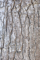 Tree bark background