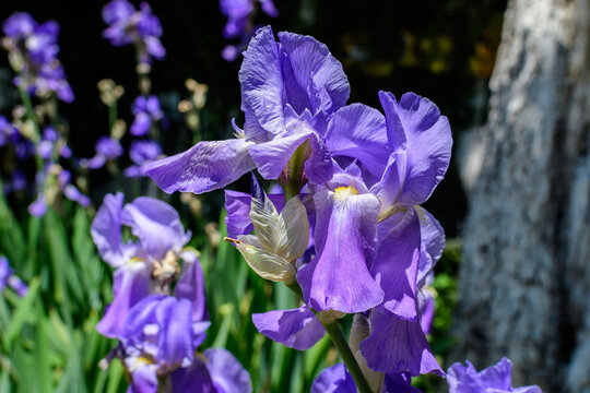 Close up of two blue iris flowers on green, in a sunny spring garden, beautiful outdoor floral background photographed with soft focus.