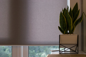 Automatic roller blinds on the window. A houseplant in a modern pot stands on the bedside wooden...