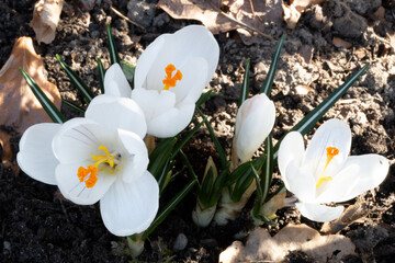 Four white crocuses with orange pistils and green leaves and with brown soil in the background in spring time
