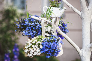 Blue white lobelia flowers in plant hangers growing outdoors, hanging plant holder ideas for gardens - obrazy, fototapety, plakaty