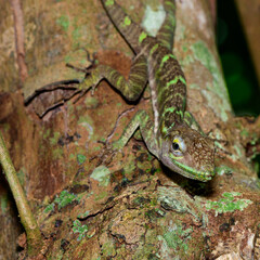 lizard on a tree trunk