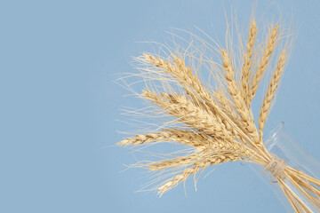 Obraz premium ears of wheat
