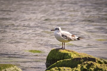 Beautiful seaside nature. Seagull on the sandy beach by the sea.