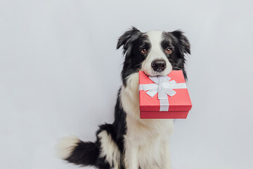 Puppy dog border collie holding red gift box in mouth isolated on white background. Christmas New...
