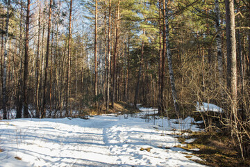 Fototapeta na wymiar Walk in forest, trees, river, early spring, snow, sun