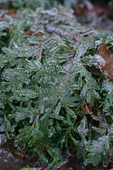 snow lies on the grass and leaves of the bushes