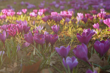 Beautiful crocus flowers in park, close up