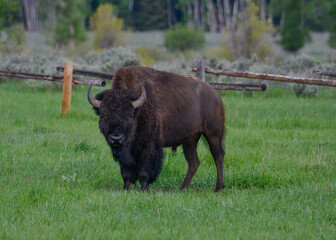 Grand Teton Bison pauses in a field of grass