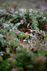 bush with red berries covered with snow