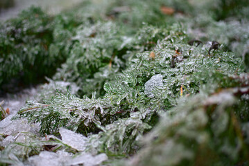 snow lies on the grass and leaves of the bushes