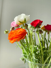 bouquet of colored anemones on a light background