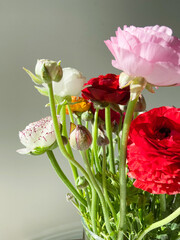 bouquet of colored anemones on a light background