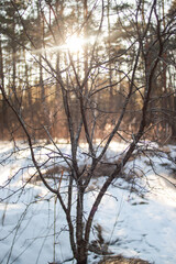Walk in forest, trees, river, early spring, snow, sun