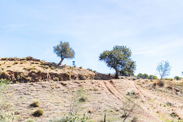 Fototapeta na wymiar tree and disc golf basket in the desert