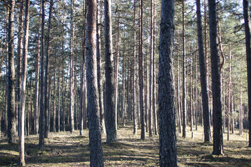 Fototapeta premium Walk in forest, trees, river, early spring, snow, sun