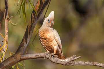 Little Corella (Cacatua sanguinea) perched on a branch in a tree against blurred background