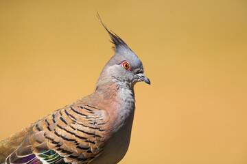 Portrait of a Crested Pigeon (Ocyphaps lophotes) against blurred background