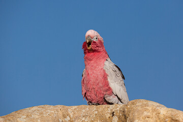 Close up of a Galah (Eolophus roseicapilla) perched on a rock against blue sky 