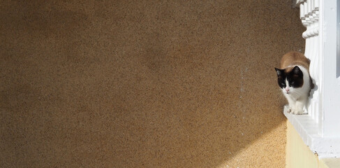 Cat on the railing of the city wall. The concept of protecting harmless animals © Nick Alias