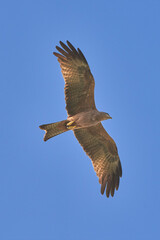 Schwarzer Milan (Milvus migrans)