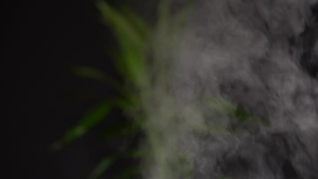 Essential oil diffuser and humidifier close up with mixed water steam. Dark dim light background with blurry bamboo plant. Health spa vapours and environment for relax massage and body treatment.