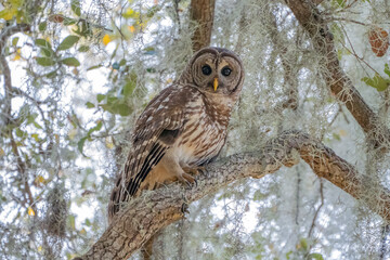 Barred Owl in tree with Spanish Moss