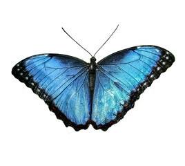 Naklejka premium Beautiful blue morpho butterfly