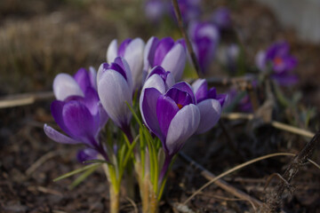 Fototapeta premium Krokusy. 