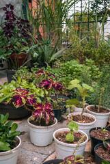 Platear plantas en una maceta