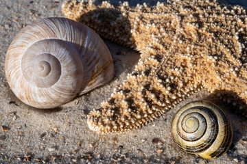 Two snails, one brownish and one black and yellow colored, together with a starfish in the sand of a beach