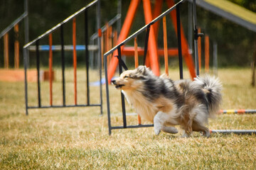 Dog is jumping over the hurdles.  Amazing day on czech agility privat training