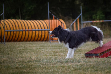 Dog in agility balance beam. Amazing day on Czech agility competition. They are middle expert it means A2.