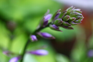Hosta ZEBRA STRIPES Funkia Zebra Stripes plant flower